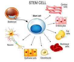 stem cells are