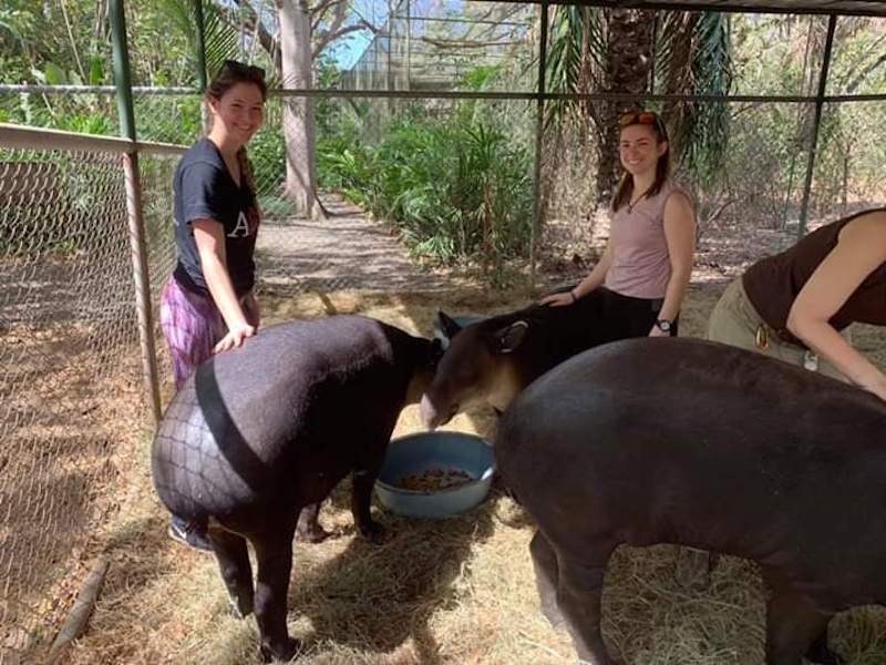 volunteer with animals abroad