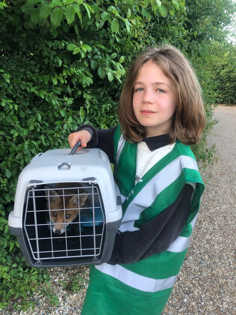 volunteering with animals london