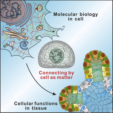 molecular cell