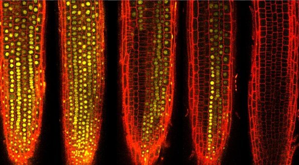 developmental cell